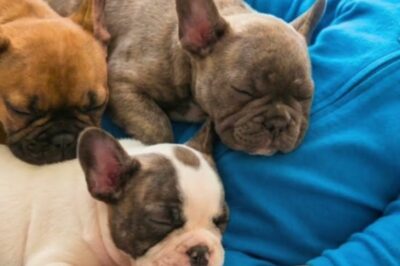 This baby slept with three dogs. When his parents walked in, their blood ran cold. The one rule they swore they’d never break had just been shattered. What happened next left them speechless. Before you watch, remember to like and subscribe so you don’t miss another touching story like this one, and write in the comments where you’re watching from and what time it is there.