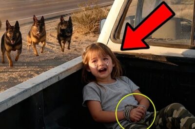 Little Girl Gave a Hidden Signal at the Rest Stop — But 14 Police Dogs Were the Only Ones Who Notice