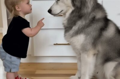 The husky keeps stealing the girl’s stuff. What she found under his bed was unbelievable. The husky wouldn’t stop stealing from her. Every morning, four-year-old Ellie Winters woke up to find something else missing. Her stuffed bunny, her sparkly shoes, the mooncovered blanket she’d had since she was a baby.