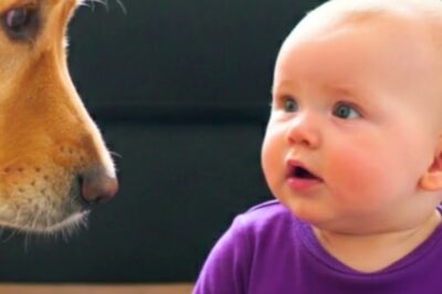 If the camera hadn’t been recording, no one would believe what happened next. A father demanded the family dog be removed immediately. A mother fought back with one final test. They set up a camera for just 10 minutes, and what it captured changed everything. The child was laughing. The dog was watching.