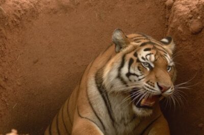  He seems calm, but I’m worried about his leg. He’s down there deep in the pit. We have to get him out. Please hurry. Dispatch, confirmed situation at the canyon site. Need extraction. Control, we have the subject contained. Standing by for tranquilizer orders. We can’t risk him panicking once we get down there. We have visual on the target.