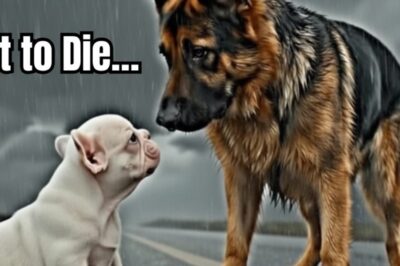 He didn’t understand why the car stopped. He only knew the door opened and suddenly he was no longer wanted. The little white puppy lay still in the cold rain, waiting for footsteps that would never come back. Tires screamed past, splashing muddy water over his tiny body. Just a few inches closer, and his story would have ended there.