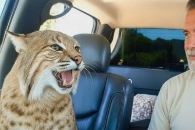 This Goofy Bobcat Talks Nonstop to Grandpa- TRY NOT TO SMILE at his Antics!