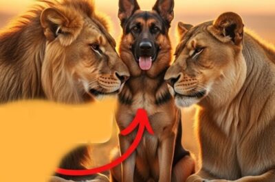 They said no dog could ever survive in the wild, let alone raise lions. But what if I told you that one German Shepherd not only protected two lion cubs, he became their father. And years after they were separated, fate brought them face to face again in a reunion that left every witness in tears. Before we begin, make sure to subscribe, like this video, and turn on the notification bell because this is one story you’ll never forget.