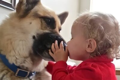 The little girl kissed the dog what he did then was shocking