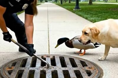The Unstoppable Whistleblower: How One Loyal Dog’s Frantic Plea Forced a High-Stakes Police Rescue to Save Baby Ducklings from a Concrete Grave