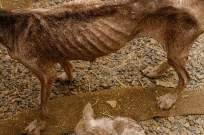 On a quiet roadside near Willow Creek Village, beneath an old drainage pipe, a frail dog, wandered with her only surviving puppy. The mother, later named Hazel, was little more than skin and bones. Her puppy, a tiny boy we called Biscuit, was hardly better. When we stopped the car and rushed toward them with food, only Biscuit had enough strength to nibble.