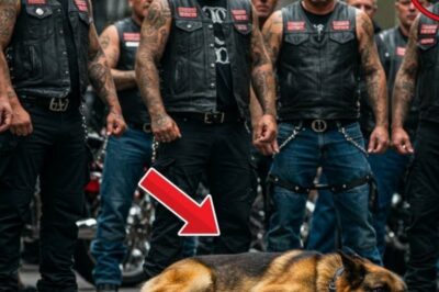 A K9 Dog Is Injured by Cruel Bikers, Unaware That His Trainer Will Show No Mercy