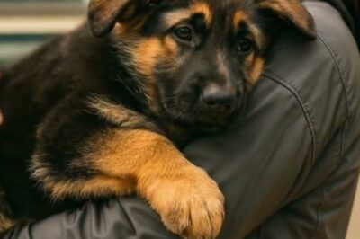 Dying Puppy Hugs Owner Before Being Put Down, Then Vet Notices Something Strange!