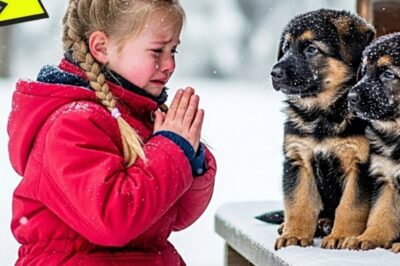A Little Girl Took In Two Freezing Dogs — The Next Morning, Police Surrounded Her House!