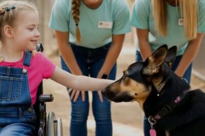 It was supposed to be a routine intake. Just another lost dog. Another broken soul dragged in by a cold night and colder hearts. But when the shelter workers open the cage, they didn’t see a dog. They saw a ghost. A 90 lb German Shepherd with eyes like shattered glass, the kind that haven’t blinked in years.