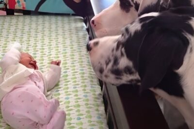 The great Danes came to calm the crying baby. Then this happens. A newborn cries in terror as a violent storm pounds the house. The exhausted parents are seconds from breaking until two massive Great Danes rush to the crib. What happens next leaves the entire family frozen. The storm stops scaring the baby, but a sudden crash outside pushes the dogs into full protective mode.