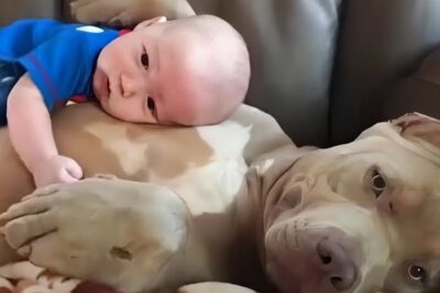 The baby lied down on the dog chest. Wait till you see what happened next. A five-month-old baby rolled onto a massive pitbull’s chest, and instead of pushing him away, the dog lifted his paw and pulled the baby closer. That moment changed everything. But what happened next when the baby almost slipped off the couch and later woke screaming in terror revealed the truth about Titan that no one saw coming.