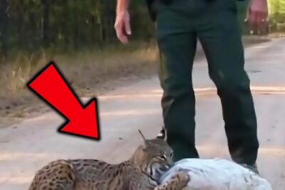 The Heartbreaking Secret of the Collars: Why a Bobcat Found Weeping on a Trail Was Guarding the ‘Graves’ of His Lost Family