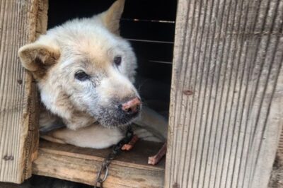He waited fifteen years… and still believed someone would come back for him. For a moment, that single thought kept echoing in my mind the first time I saw Donguri—an elderly dog with soft eyes that held more hope than any heart should carry alone. How long had he been waiting? And why was he still looking toward the door as if a familiar face might appear? The call came from a worried neighbor who had noticed him lying quietly beside a small wooden shelter.