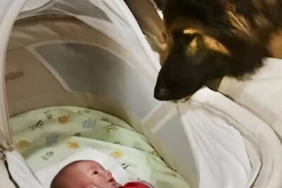 The German Shepherd always sleeps near the baby. Till one night, the camera recorded the unusual. Every night, Ranger, the German Shepherd, refused to leave baby Caleb’s side. Aaron thought it was strange until the night a small camera recorded the unthinkable. What it captured at 2:13 a.m. would leave the parents shaken and prove why the dog never left the baby’s crib.
