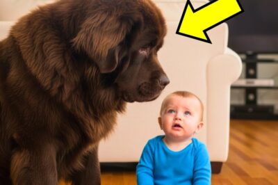 A tiny baby crawled toward a massive dog 10 times his size. His parents froze in terror, unable to move. The giant Newfoundland lowered his head. And what happened next left everyone speechless. Before you watch, remember to like and subscribe so you don’t miss another touching story like this one.