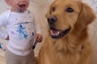 Mom walked in and her heart dropped. The wall, the toddler, the dog, everything was ruined. The 2-year-old boy took a permanent blue marker to the pristine, freshly painted living room wall. When his mother, Elara, saw what was destroyed, she was absolutely devastated. The wall was the centerpiece of a career-defining photo shoot scheduled for the very next morning.