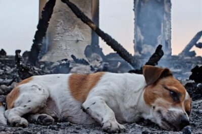 The Supreme Sacrifice: One Loyal Doberman’s Final, Deadly Battle Against Four Mountain Cobras to Save His Family