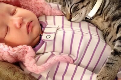 Mom started to let the cat sleep with the baby. One month later, she realized the shock. She was warned again and again. Never let a cat near a fragile baby, especially one with a weak heart. But desperate and sleepless, the mother broke every rule. One month later, at the doctor’s office, the truth left everyone speechless.