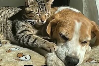 Morning light came quietly, crawling through the window, stretching across the floor, and resting on two tired bodies who had long forgotten what safety felt like. The dog’s chest rose and fell slow, uncertain, like he was testing whether peace was real. The cat beside him didn’t stir. Her paws curled close, her whiskers trembling once, tail flicking, then still again.