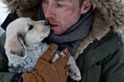 Her fur was thick with snow and ice, completely coated and hardened, and someone had left her there to die. The snow that morning lay deep and silent across Willow Ridge, a small mountain village where winters often meant life or death for strays. The temperature had plunged to 20° C, and the wind howled like a living thing.