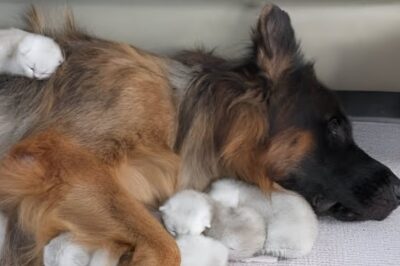 German Shepherd gives birth. Then doctors realized they’re not puppies. Luna the German Shepherd went into labor as her family anxiously watched. One by one, the newborns arrived. But something seemed wrong. Some looked like her puppies, but others didn’t. When the vet arrived and revealed the shocking truth, the family was left speechless.