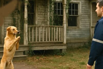 1 2 3 push. Let’s go. For five long days, the same desperate barking echoed through the quiet edge of town. Neighbors said it came from an old abandoned house, its windows broken, walls covered with ivy, and roof sagging under years of dust and silence. The stray dog never left the front door. Day and night it stood there barking, scratching, whining.