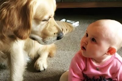 If the camera wasn’t recording, we wouldn’t believe what the dog did with the baby. The parents argued for weeks. The father swore the golden retriever was a danger. The mother begged for one last chance. A camera was set up. 10 minutes on the clock, and what they saw left them speechless. The baby was laughing.