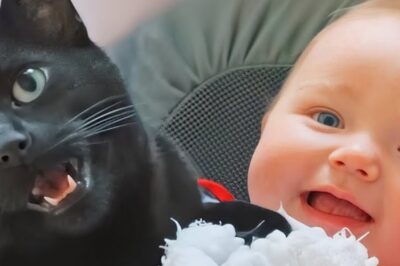 The cat didn’t let anyone touch the baby for hours. The reason is shocking. The black cat refused to move. For hours, he stood guard over the newborn, screaming whenever anyone tried to touch her. The parents thought he’d lost his mind until they discovered the terrifying scent that triggered his panic. What the cat sensed first ended up saving the baby’s life and changing everything they believed about him.
