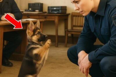A German Shepherd puppy ran into a police station for help. What the officer found made everyone cry. It was a quiet, rain soaked night at the Willow Creek Police Station. The kind of night where the world felt muted, lights dim, radios soft, and tired officers sipping lukewarm coffee as they pushed through another shift.