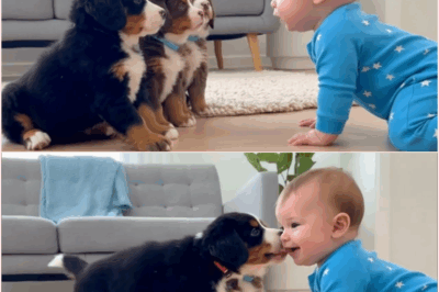Bernese Mountain Dogs Block Baby From Living Room – The Reason Is Chilling