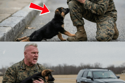 German Shepherd Dragged His Broken Body Begging for Help—Everyone Ignored Him Until a Marine Stopped