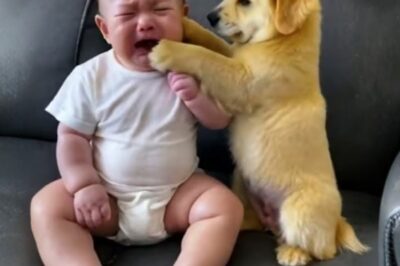 What this little puppy did to the crying baby was surprising. It left mom in tears. The golden retriever puppy did something no one expected when he found the crying toddler. When Meredith watched through the crack in the door that night, her breath caught in her throat. Her son Cal had been sobbing for three weeks straight.