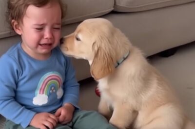 The Dog Kept Pushing The Toddler Down. When The Vet Saw Why, The Parents Cried