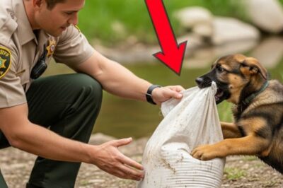 Crying German Shepherd Puppy Refuses to Let Go of a Bag – They Scream When They See What’s Inside!