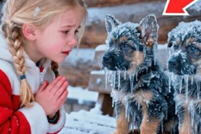 Little Girl Brought Two Freezing Dogs Inside — The Next Morning, Police Surrounded Her House!