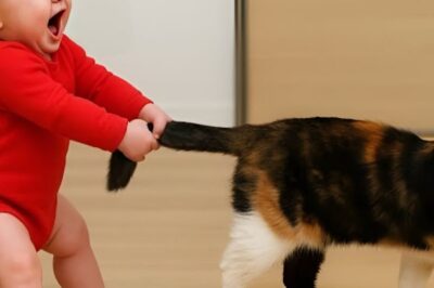 The Baby Pulled The Cat’s Tail But What The Cat Did Was Amazing