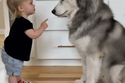 The husky keeps stealing the girl’s stuff. What she found under his bed was unbelievable. The husky wouldn’t stop stealing from her. Every morning, four-year-old Ellie Winters woke up to find something else missing. Her stuffed bunny, her sparkly shoes, the mooncovered blanket she’d had since she was a baby.