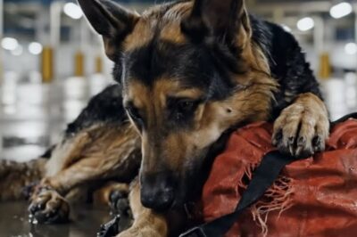 Vet Rescues Crying Dog Clings Desperately to Bag—What She Saw Inside Broke Her