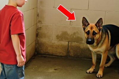 Dog Spends 3 Years Without Looking at Anyone…Until a Child Whispers One Word and Everything Changes!