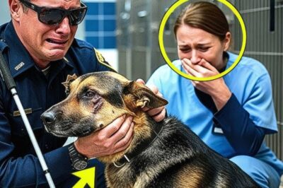 Blind Officer Went to Adopt a Guide Dog — He Never Expected to Find His Missing K9 Dog Partner Again