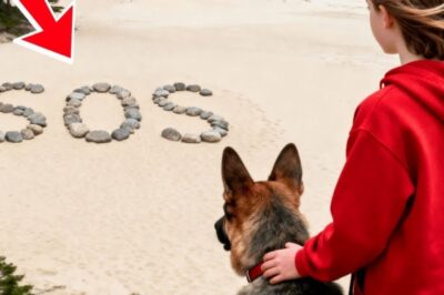 Little Girl Spots ‘SOS’ on Remote Island — When She Follows It, Her Dog Uncovers a Shocking Secret