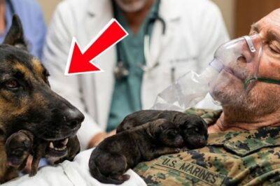 German Shepherd Brings Puppies to Dying Marine—The Reason Why Will Break Your Heart!