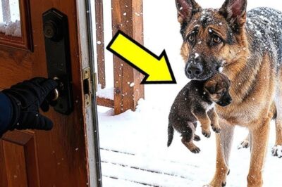 Police Officer’s K9 Dog Brought Home a Frozen Puppy — What Happened Next Will Warm Your Heart