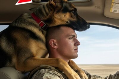 I’m a U.S. Marine Living With a Rescue German Shepherd — Try Not to Laugh at His Goofy Antics!
