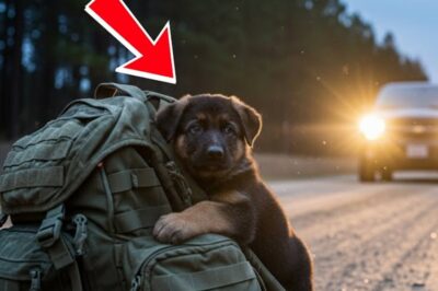 Crying German Shepherd Refuses to Let Go of Bag – Marine Cries When He Sees Inside!