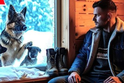 At -30°C, A German Shepherd Begged a Veteran for Shelter — His Choice Changed Everything