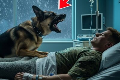 Doctors Couldn’t Save a Dying Marine—Then a German Shepherd Found What They Missed