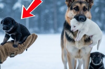 “SAVE MY PUPPIES” – A Dying German Shepherd’s Last Wish to the Marine Who Saved Him.
